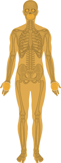 Ricin on the human skin