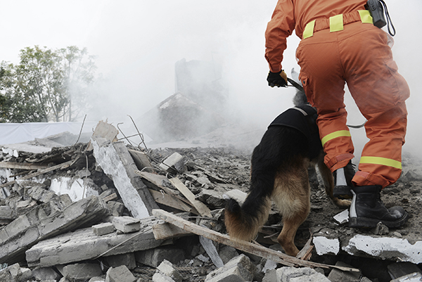 Search and rescue with cadaver dog