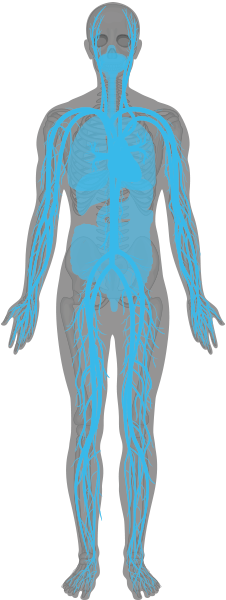 image of a body with a colored overlay to depict exposure to radition